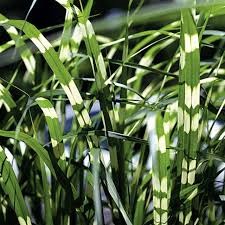Miscanthus cebrinus