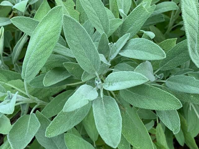 Salvia officinalis