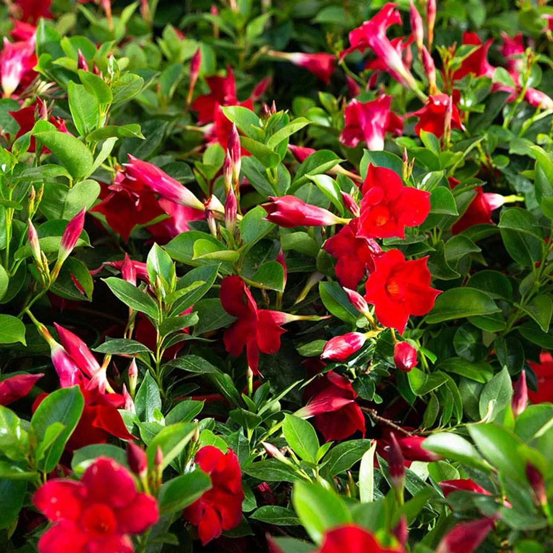 Dipladenia