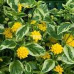 Lantana variegada