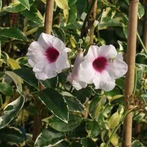 Pandorea Jazminoides variegada