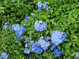 Jazmín plumbago celeste