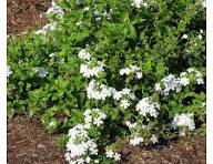 Jazmín plumbago blanco
